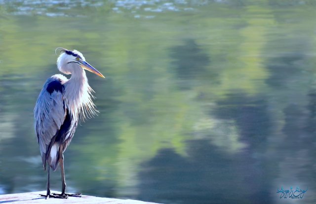 image-993931-Blue_Heron_Painted_2_GSE_1123-45c48.w640.jpg